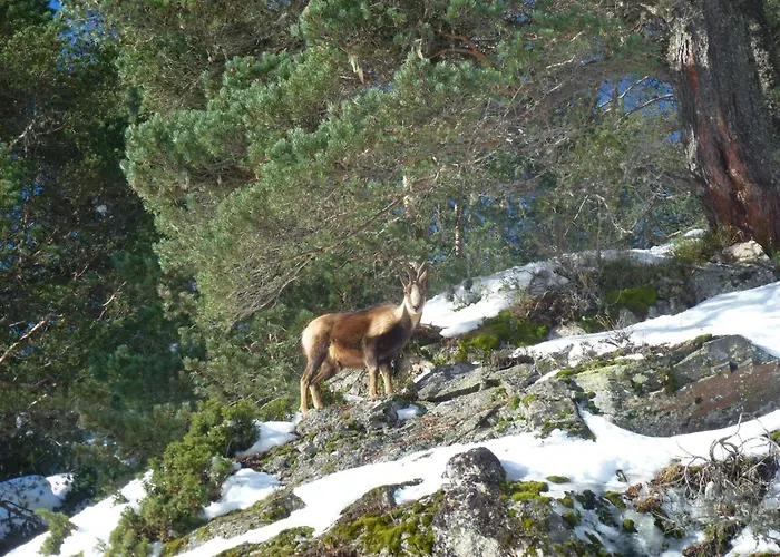 Lägenhet Appartement T4 De 68 M² Avec Terrasse Et Casier A Ski - Fr-1-234-344 *